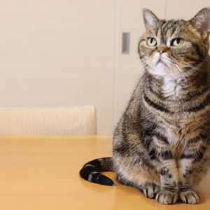 上目遣いの猫