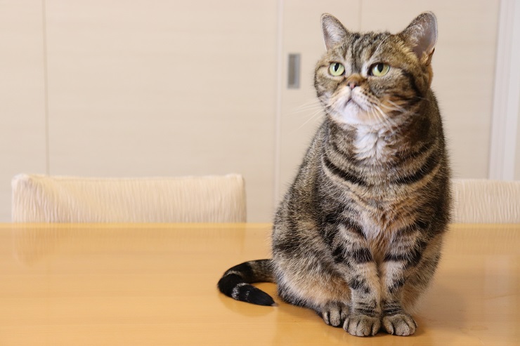 上目遣いの猫