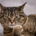 こちらを見る猫