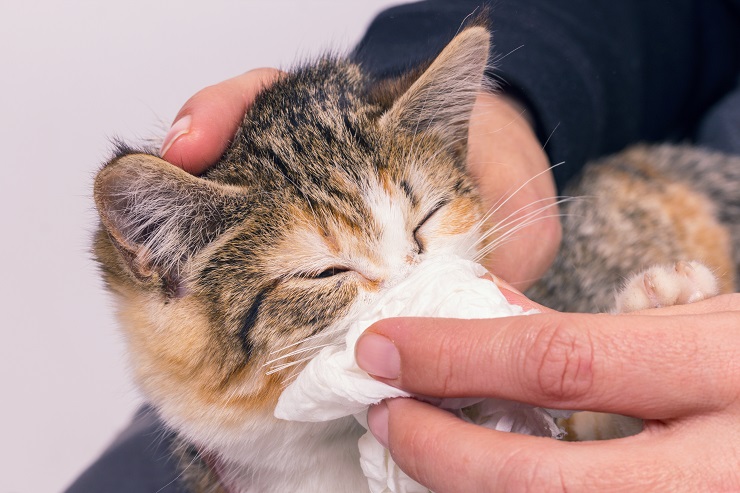 鼻をかんでいる猫