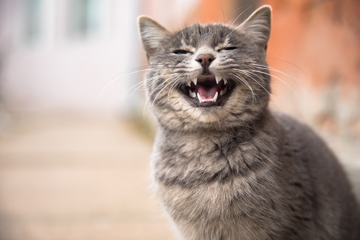 くしゃみしそうな猫