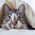 上目遣いの猫