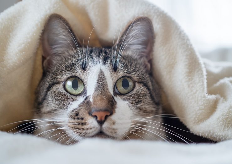上目遣いの猫