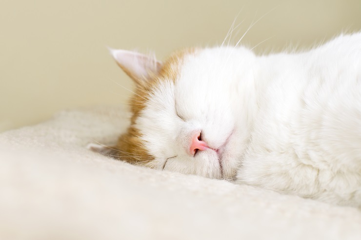 横向きで寝る猫