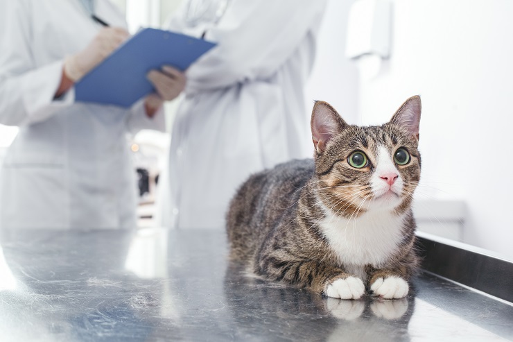 診察を受ける猫