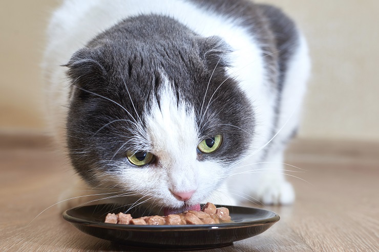 ごはんを食べる猫