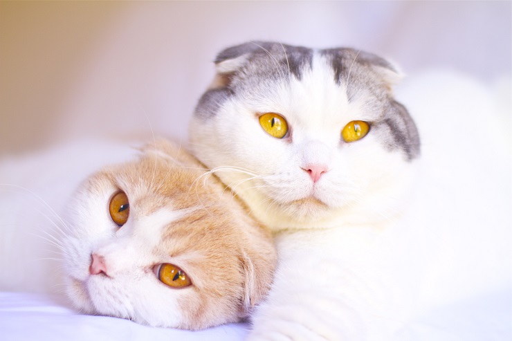 くっつく2頭の猫