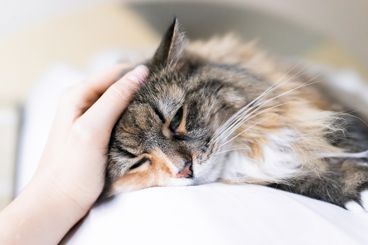 ぐったりしている猫