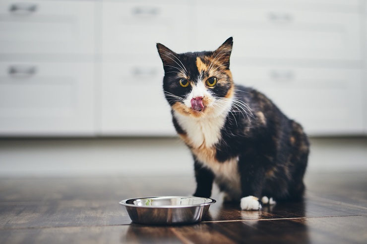 フードボールの前にいる猫