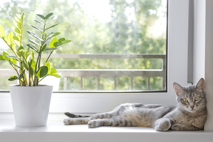 窓辺でくつろぐ猫