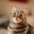 見上げる猫