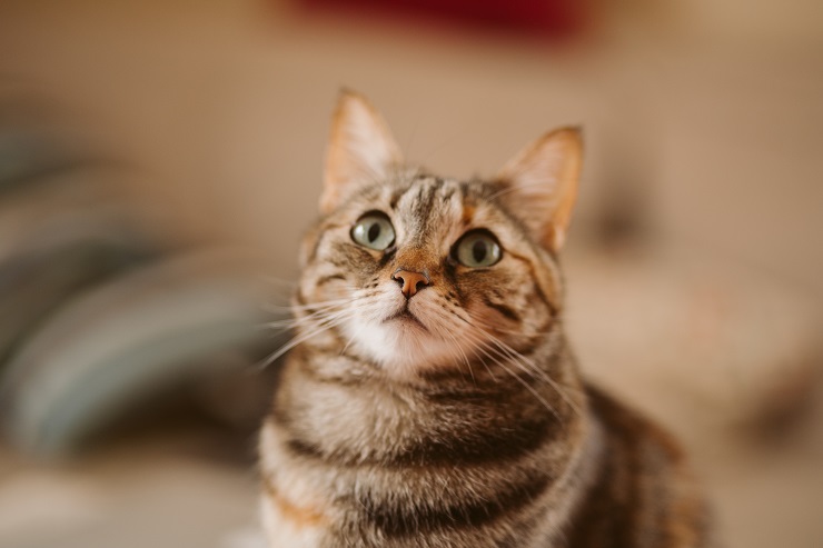 見上げる猫