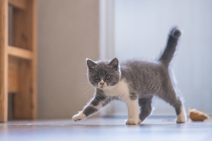 ヨコ歩きをしている猫