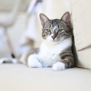 こちらを見つめる猫