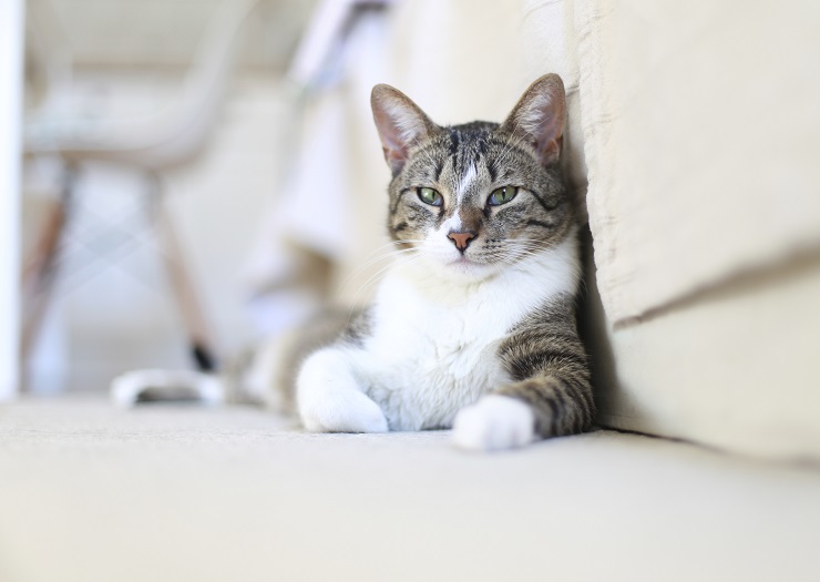 こちらを見つめる猫