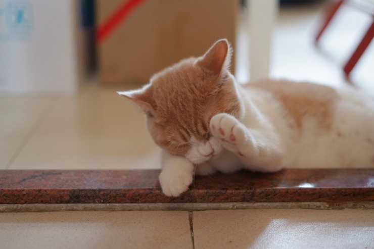 目をこする猫
