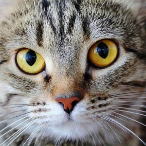 こちらを見つめる猫