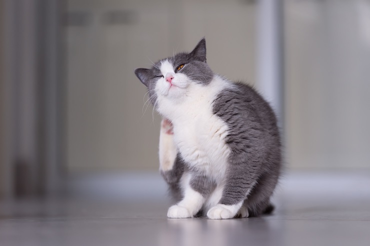 首もとを掻いている猫