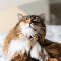 あごを掻く猫