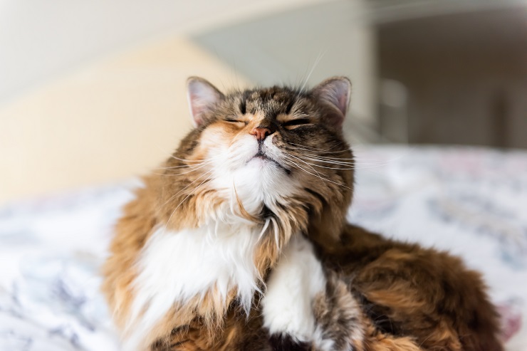あごを掻く猫
