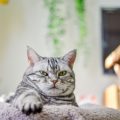 こちらを見つめる猫