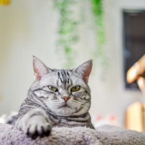 こちらを見つめる猫