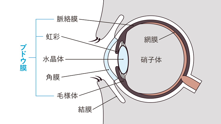 ブドウ膜を示す図