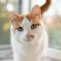 正面を見る猫