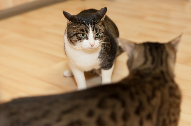 ケンカする猫