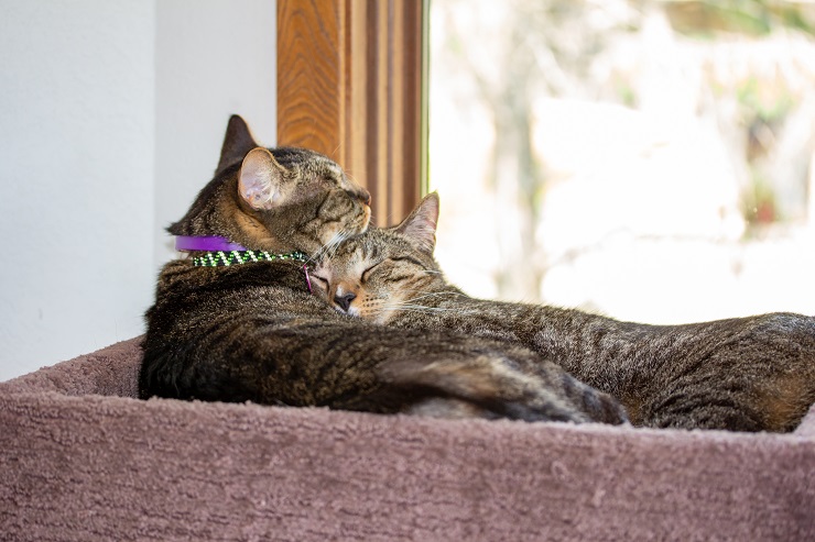 抱き合っている猫