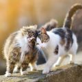 仲良く頭をぶつけあう猫