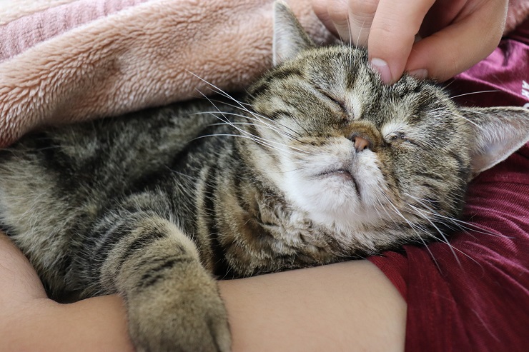 腕枕で眠るキジトラ猫