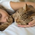 女の子と気持ちよさそうに眠る猫