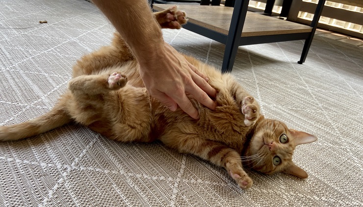 お腹を撫でられている猫