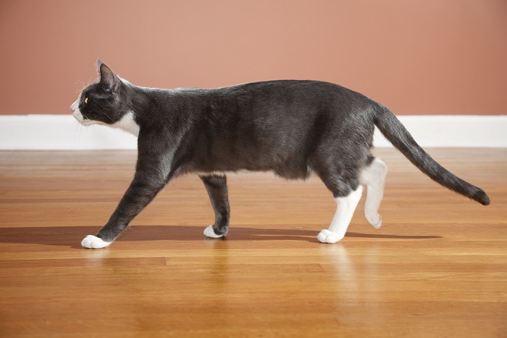 お腹にたるみがある猫
