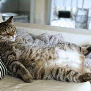 お腹を見せて寝ている猫