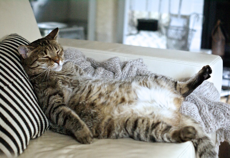 お腹を見せて寝ている猫