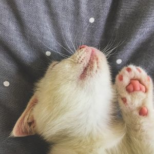 肉球を見せて眠る子猫