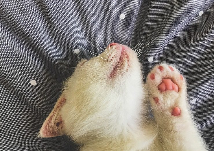 肉球を見せて眠る子猫