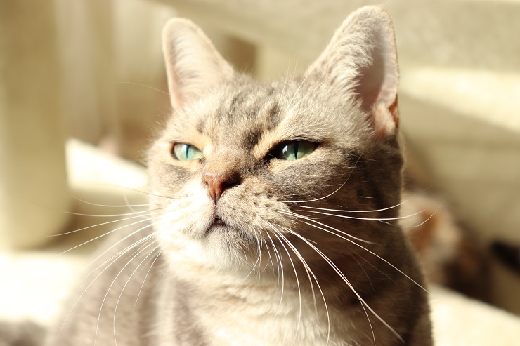 目を細める猫