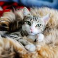 こちらを見つめる猫