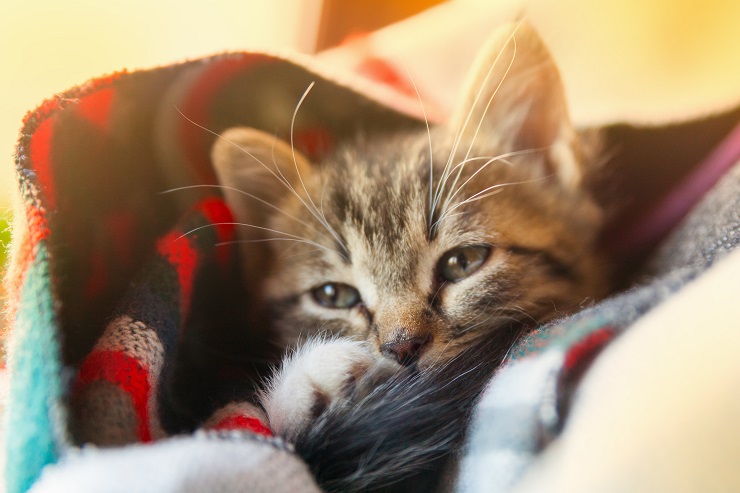 眠たそうな顔をしている子猫