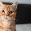 こちらを見つめる猫
