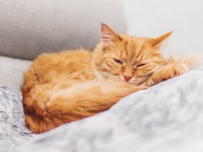 疲れていそうな猫