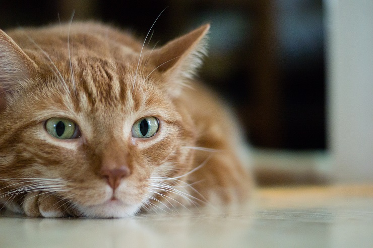 興味深そうに何かを見つめる猫