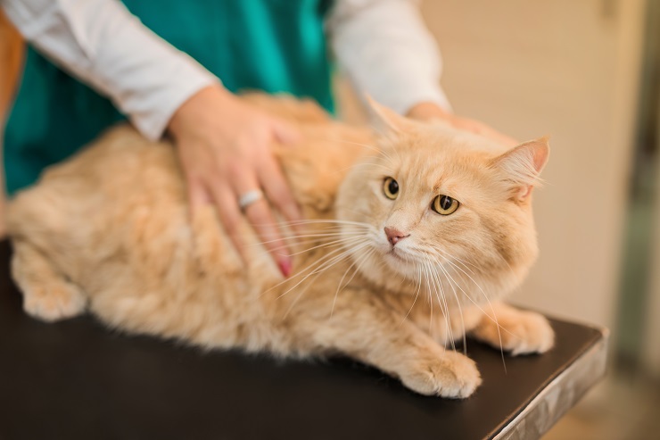 病院で不安そうな猫