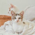 こちらを見つめる猫