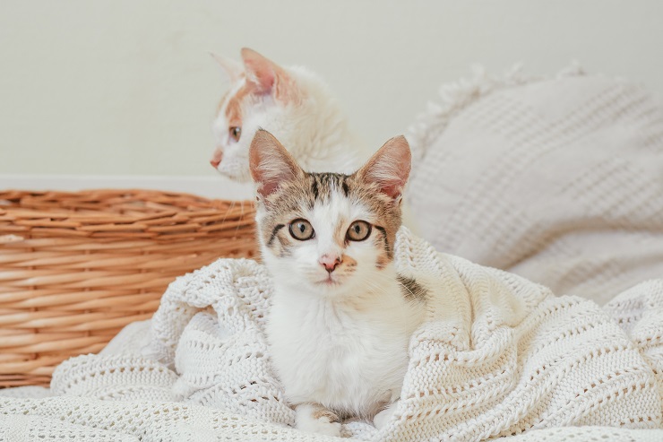 こちらを見つめる猫