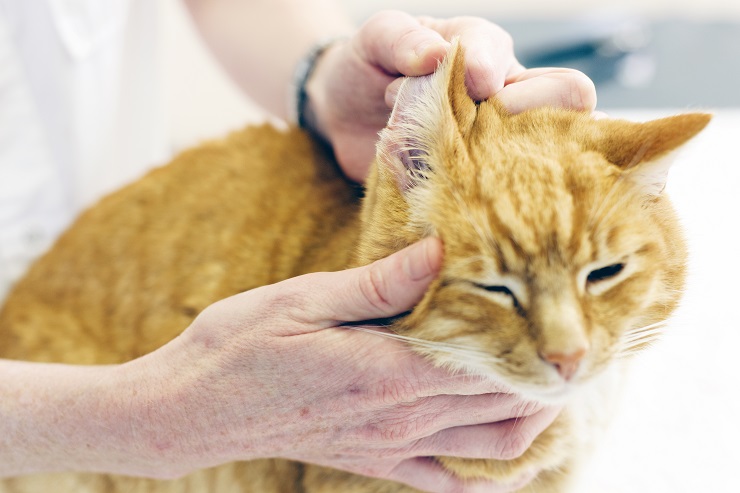 耳の治療を受けている猫