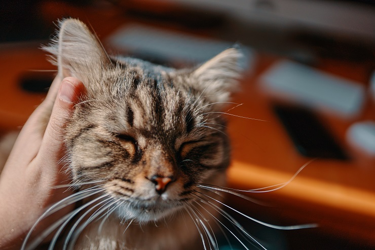 撫でられている猫